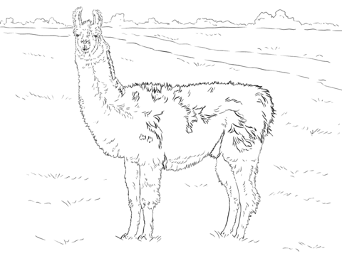 Realistic Llama Coloring Page